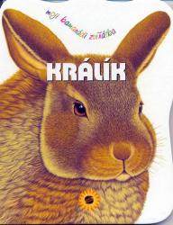 KRÁLÍK